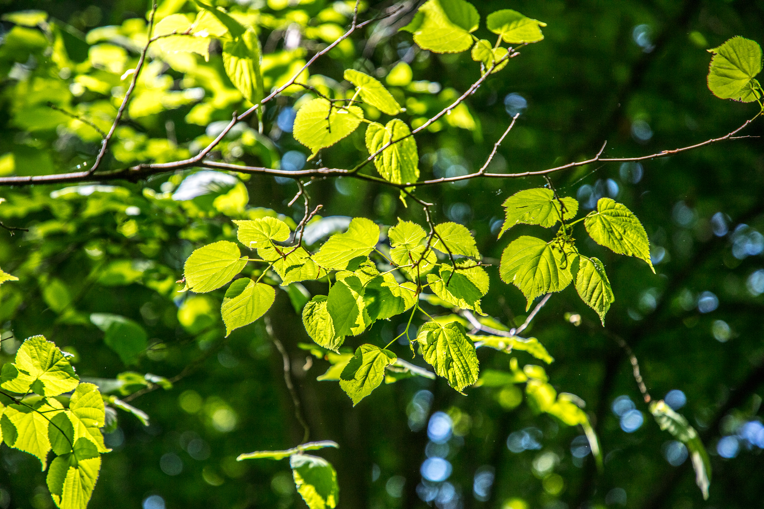 20220508124741 DP017536